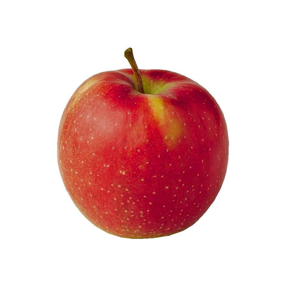 Produktabbildung keine Marke Tafeläpfel „Jonagold“, 4er-Schale/500 g