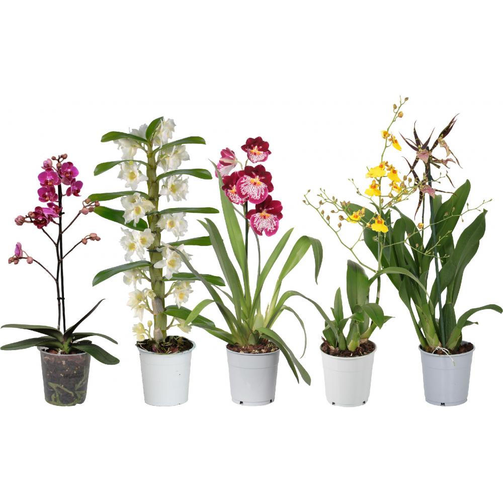 Produktabbildung keine Marke Orchideen-Mix, je Topf
