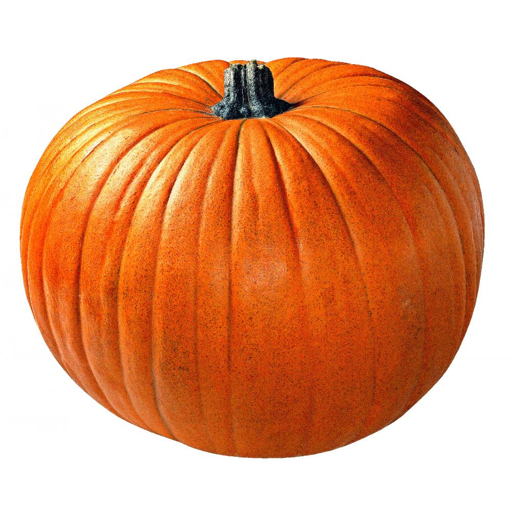 Produktabbildung keine Marke Speisekürbisse „Halloween“, pro Stück