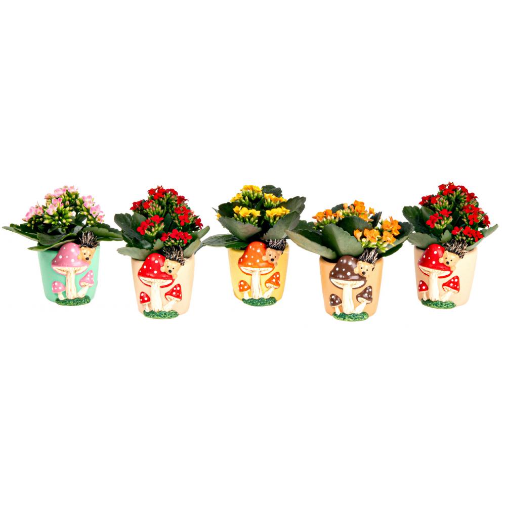Produktabbildung keine Marke Kalanchoe in Pilzkeramik, je Keramik