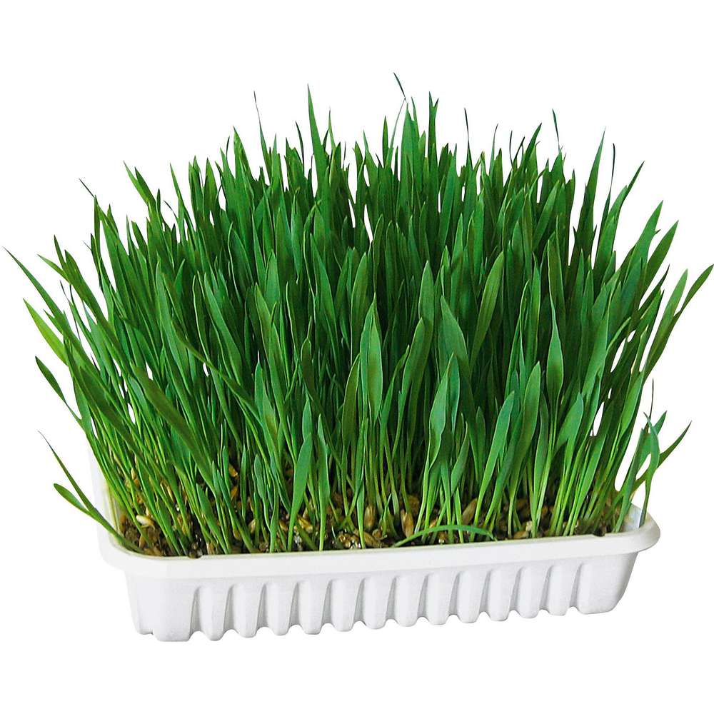 Produktabbildung Kerbl Nagergras