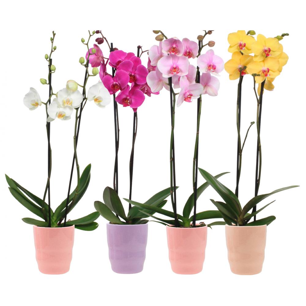 Produktabbildung keine Marke Phalaenopsis mit Übertopf, je Topf