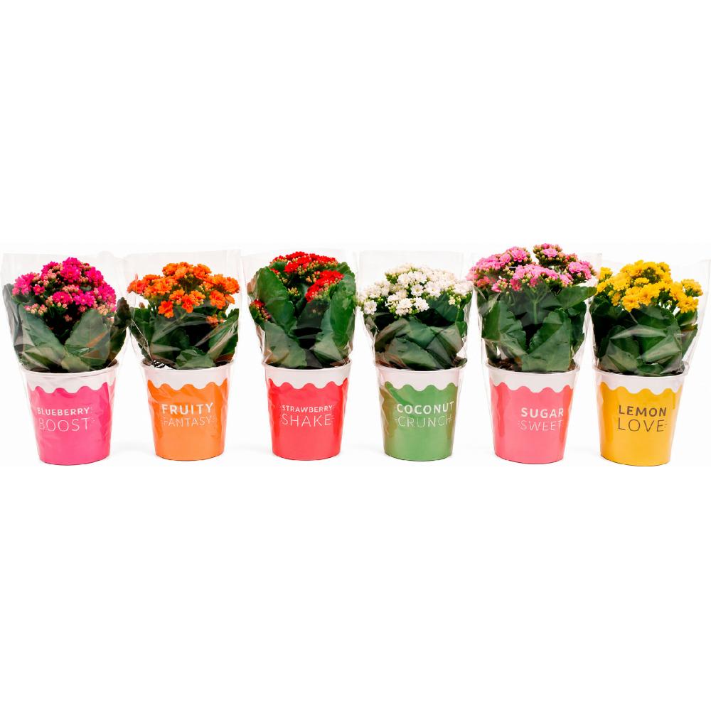Produktabbildung keine Marke Kalanchoe im Eisbecher, je Becher