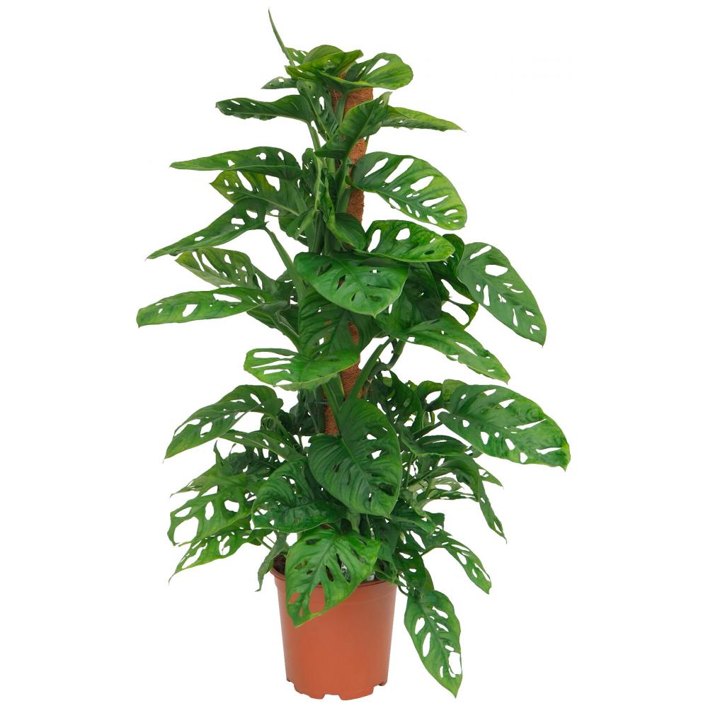 Produktabbildung keine Marke Monstera mit Moosstab, je Topf