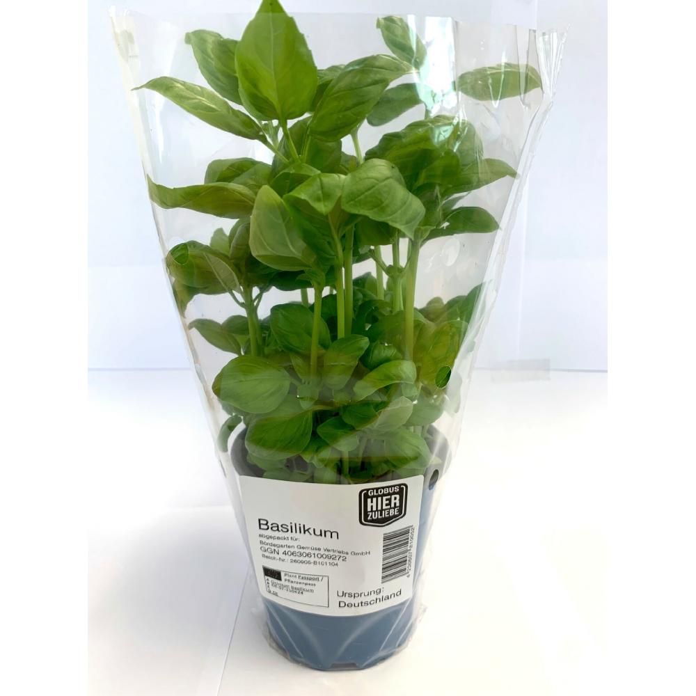 Produktabbildung keine Marke Globus HierZuliebe Bio Kräutertöpfe Basilikum, Petersilie kraus oder glatt, Schnittlauch, Minze, Thymian oder Rosmarin, je Topf