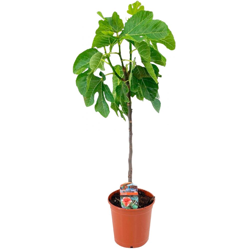 Produktabbildung keine Marke Feigenbaum Ficus Carica, je Topf