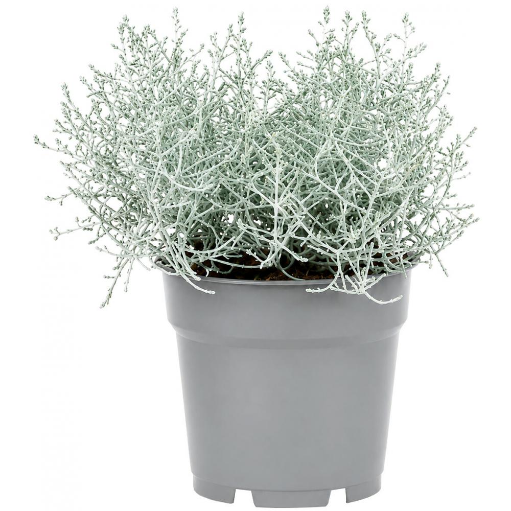 Produktabbildung keine Marke Calocephalus – Stacheldraht, pro Topf