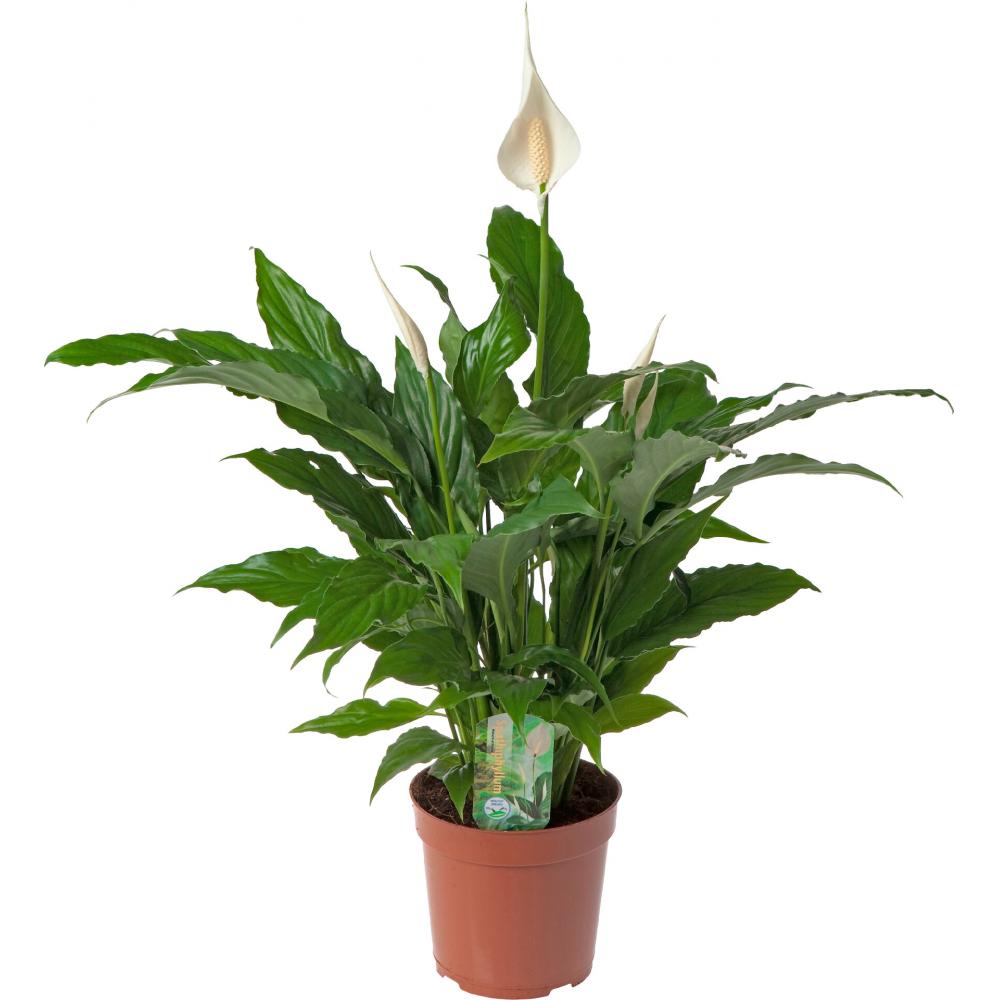 Produktabbildung keine Marke Spathiphyllum, pro Topf