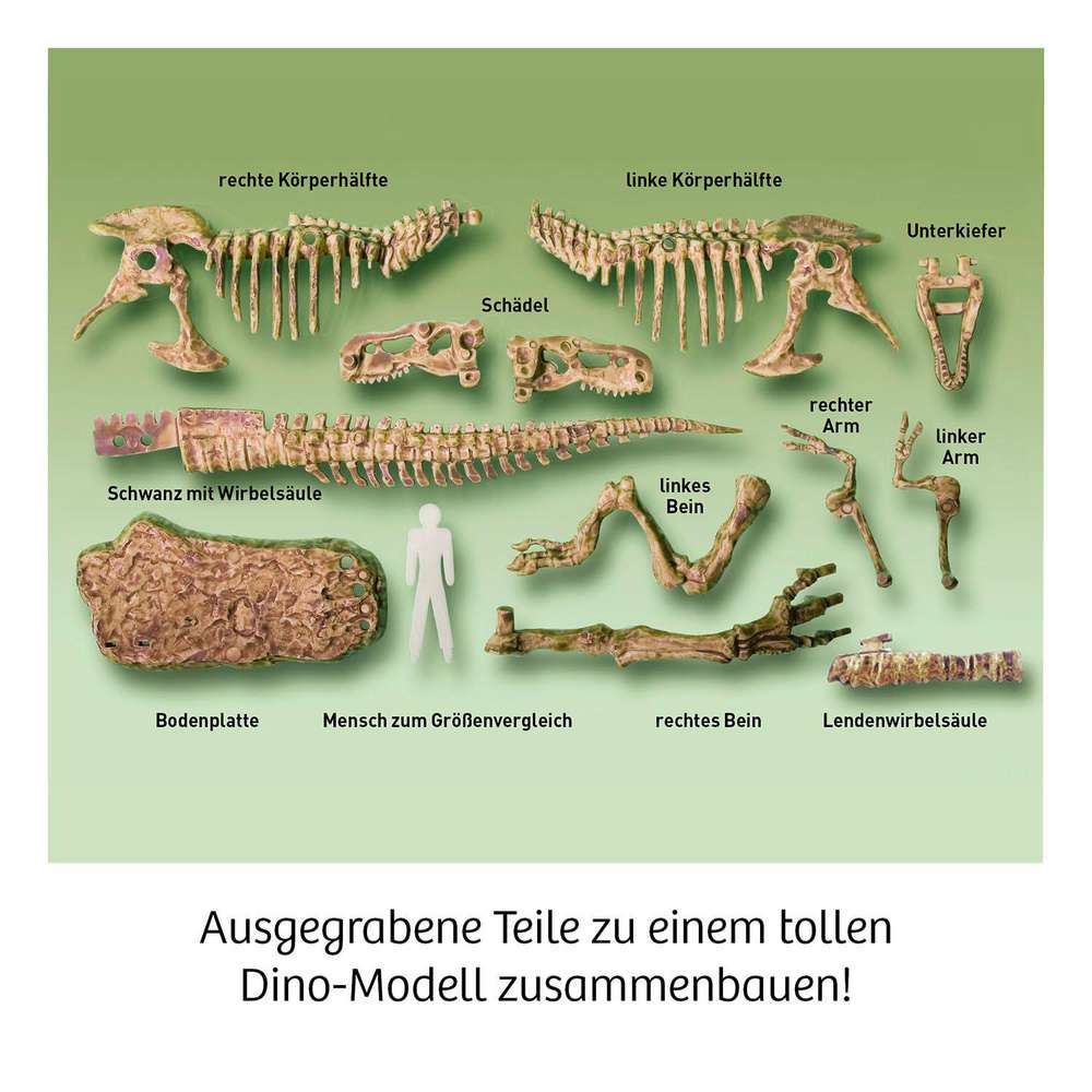 Produktabbildung Kosmos Ausgrabungs-Set T-Rex 3D