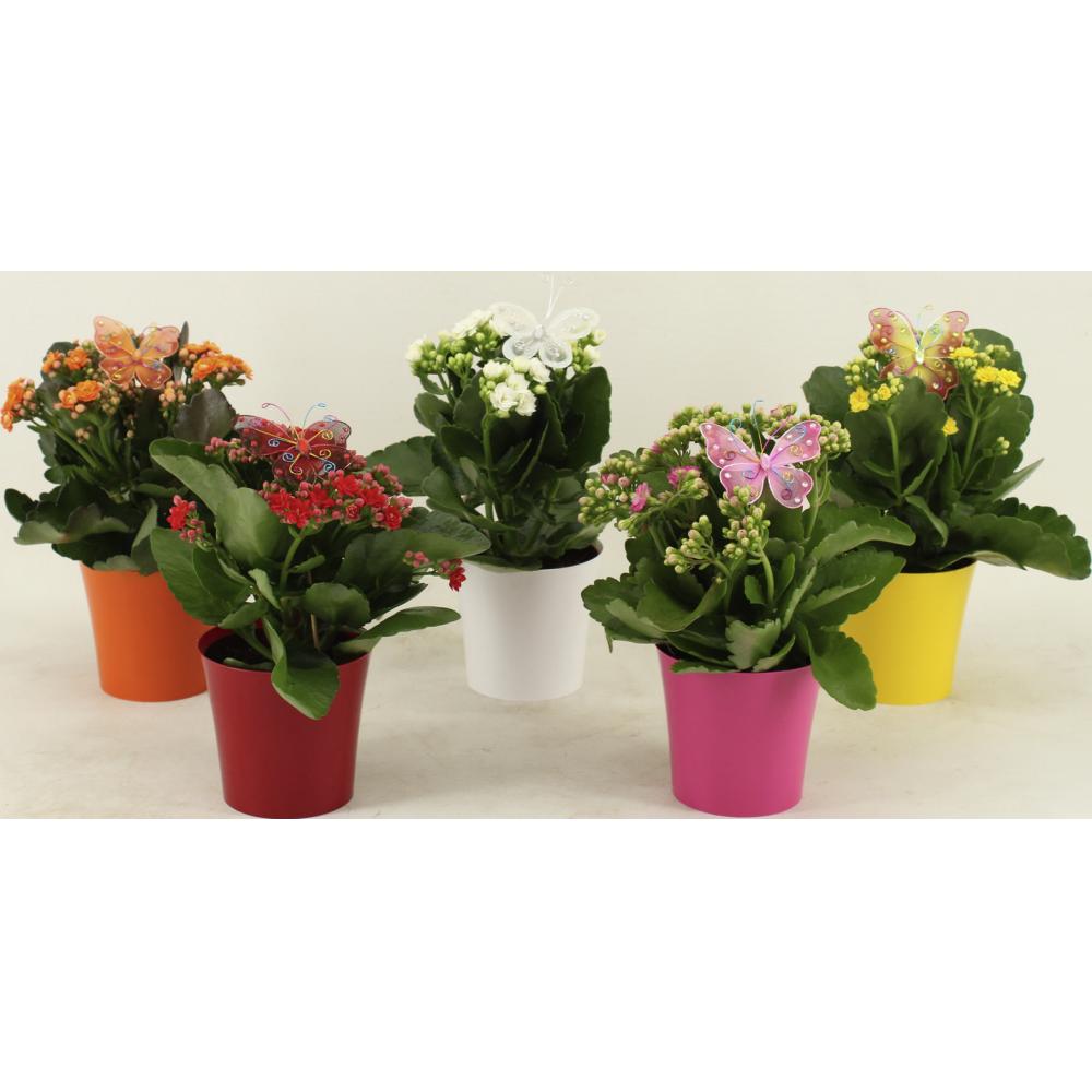 Produktabbildung keine Marke Kalanchoe im Übertopf, je Artikel