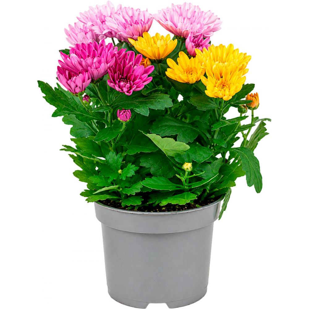 Produktabbildung keine Marke Chrysanthemen Carnaval Autumn Melange, pro Topf