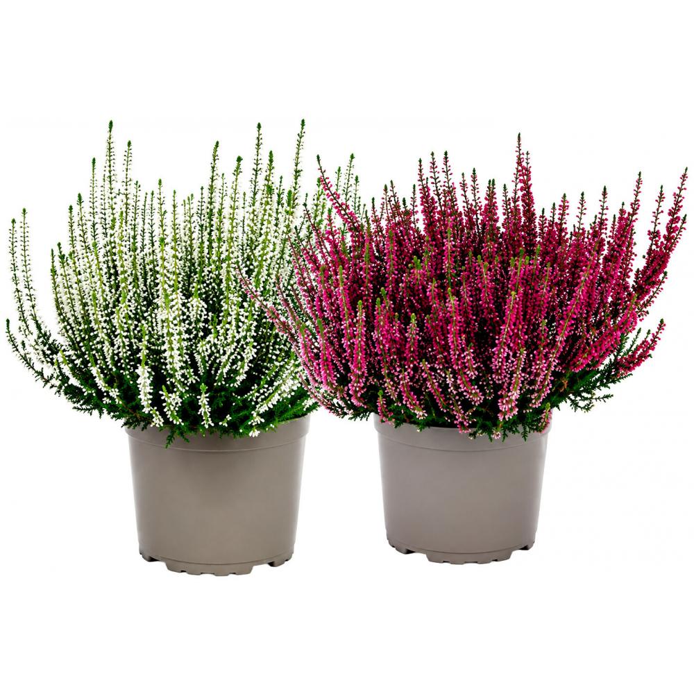 Produktabbildung keine Marke Calluna Garden Girls, je Topf