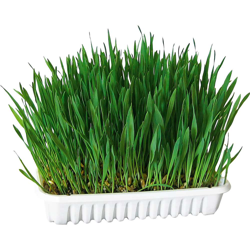 Produktabbildung Kerbl Katzengras