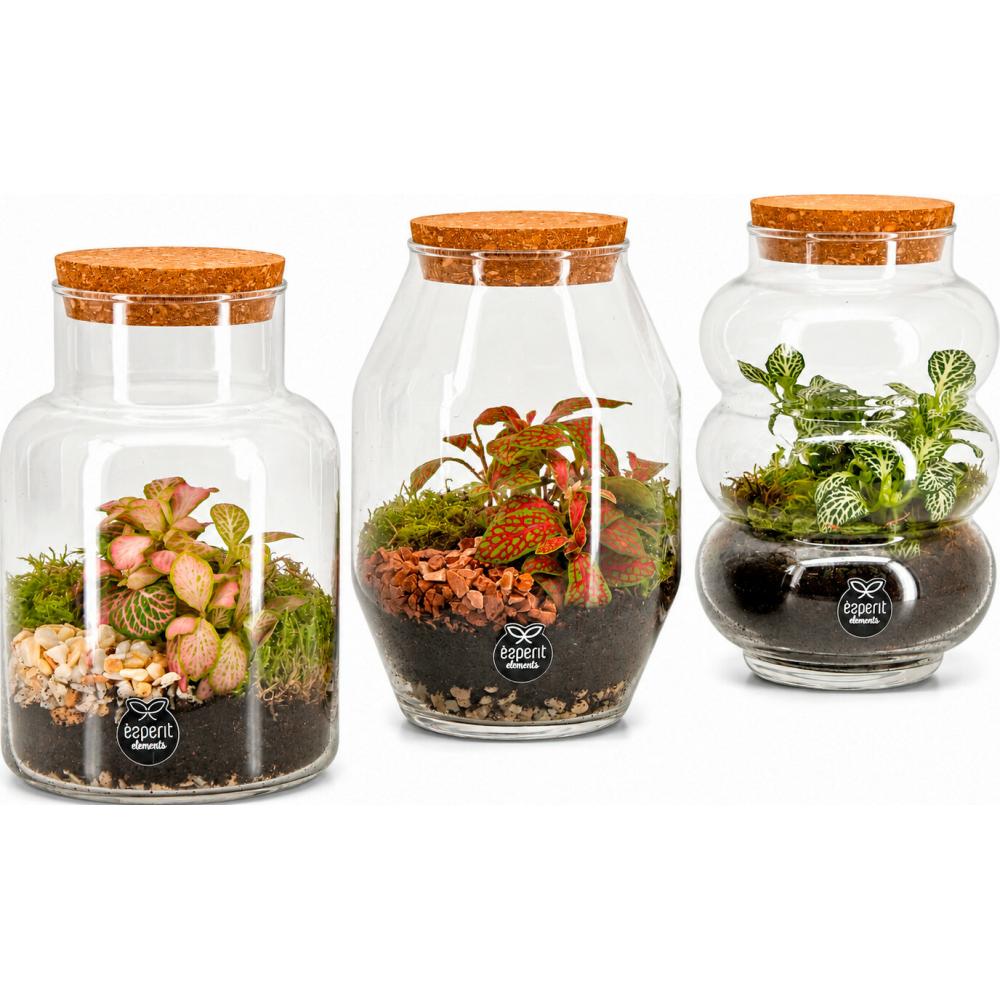 Produktabbildung keine Marke Terrarium Fittonia, je Glas