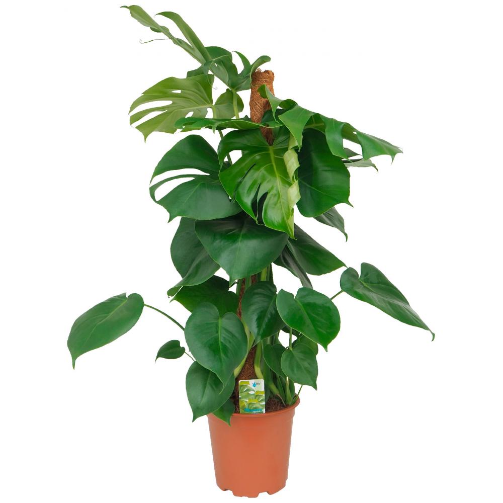 Produktabbildung keine Marke Monstera mit Moosstab, je Topf