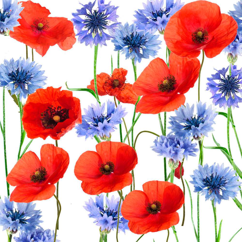 Produktabbildung Duni Tissue-Servietten Summerfield , 33 x 33 cm, 3-lagig