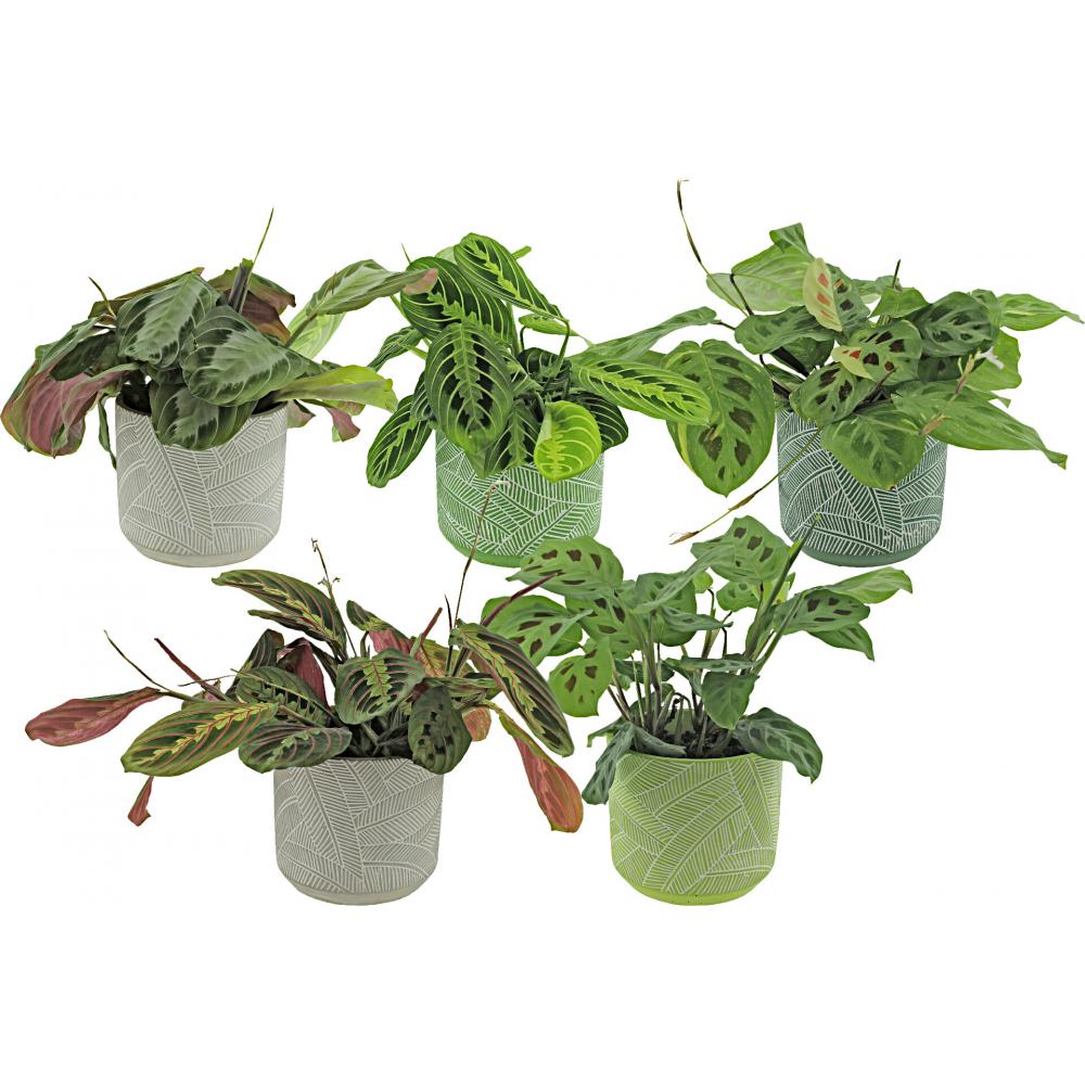 Produktabbildung keine Marke Maranta in Keramik, je Topf