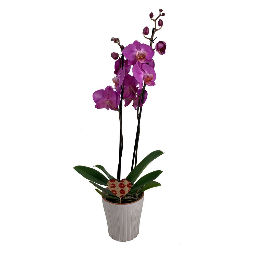 Produktabbildung keine Marke Phalaenopsis 2-T in Keramik mit Stecker