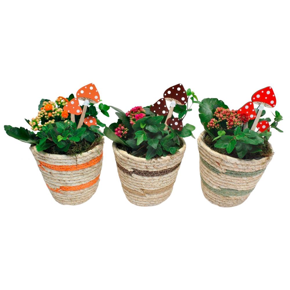 Produktabbildung keine Marke Arrangement im Korb mit Herbststecker, je Korb