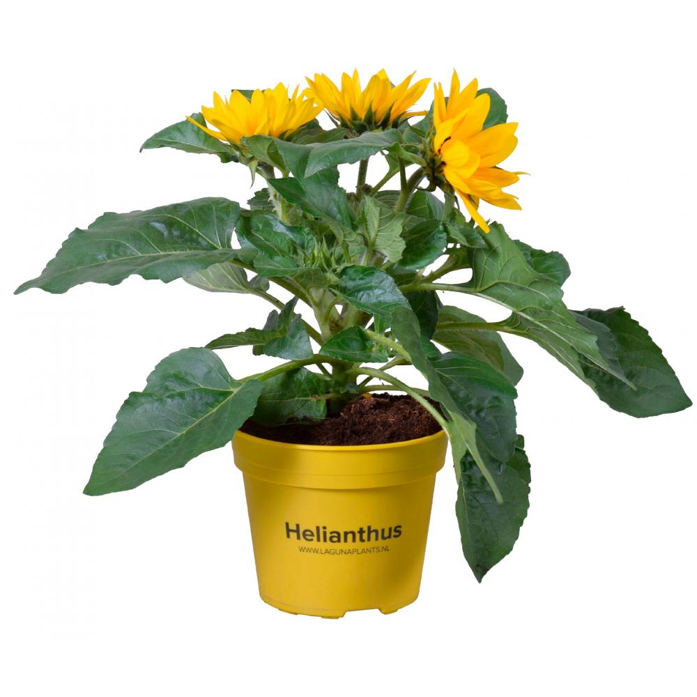 Produktabbildung keine Marke Sonnenblumen verzweigt XL, pro Topf