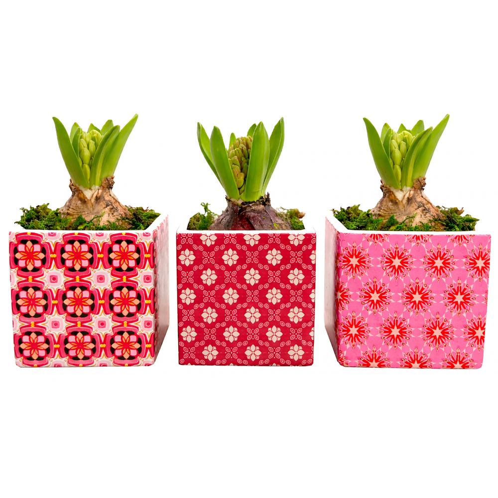 Produktabbildung keine Marke Hyazinthe im Keramiktopf, je Artikel