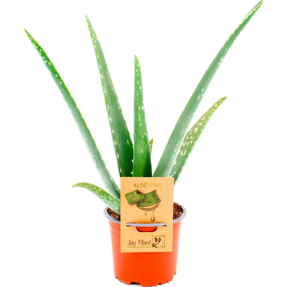 Produktabbildung keine Marke Aloe Vera, je Topf