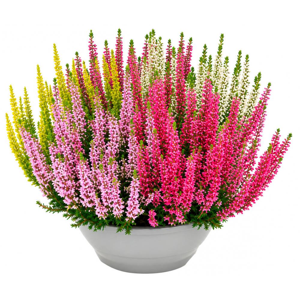 Produktabbildung keine Marke Calluna Beauty Ladies High Five, pro Schale