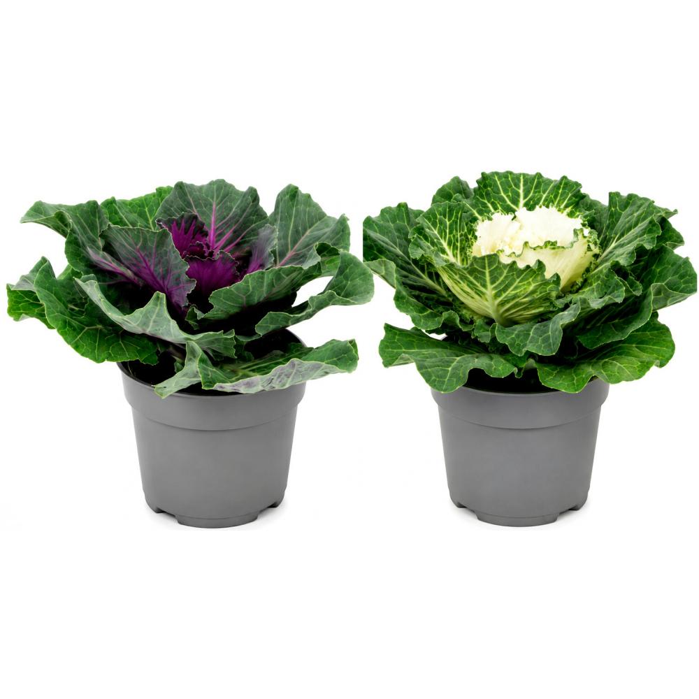 Produktabbildung keine Marke Brassica – Zierkohl, je Topf
