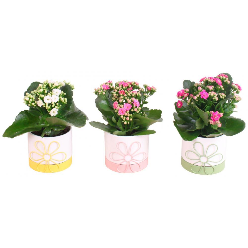 Produktabbildung keine Marke Kalanchoe in Sonnenblumenkeramik, je Topf