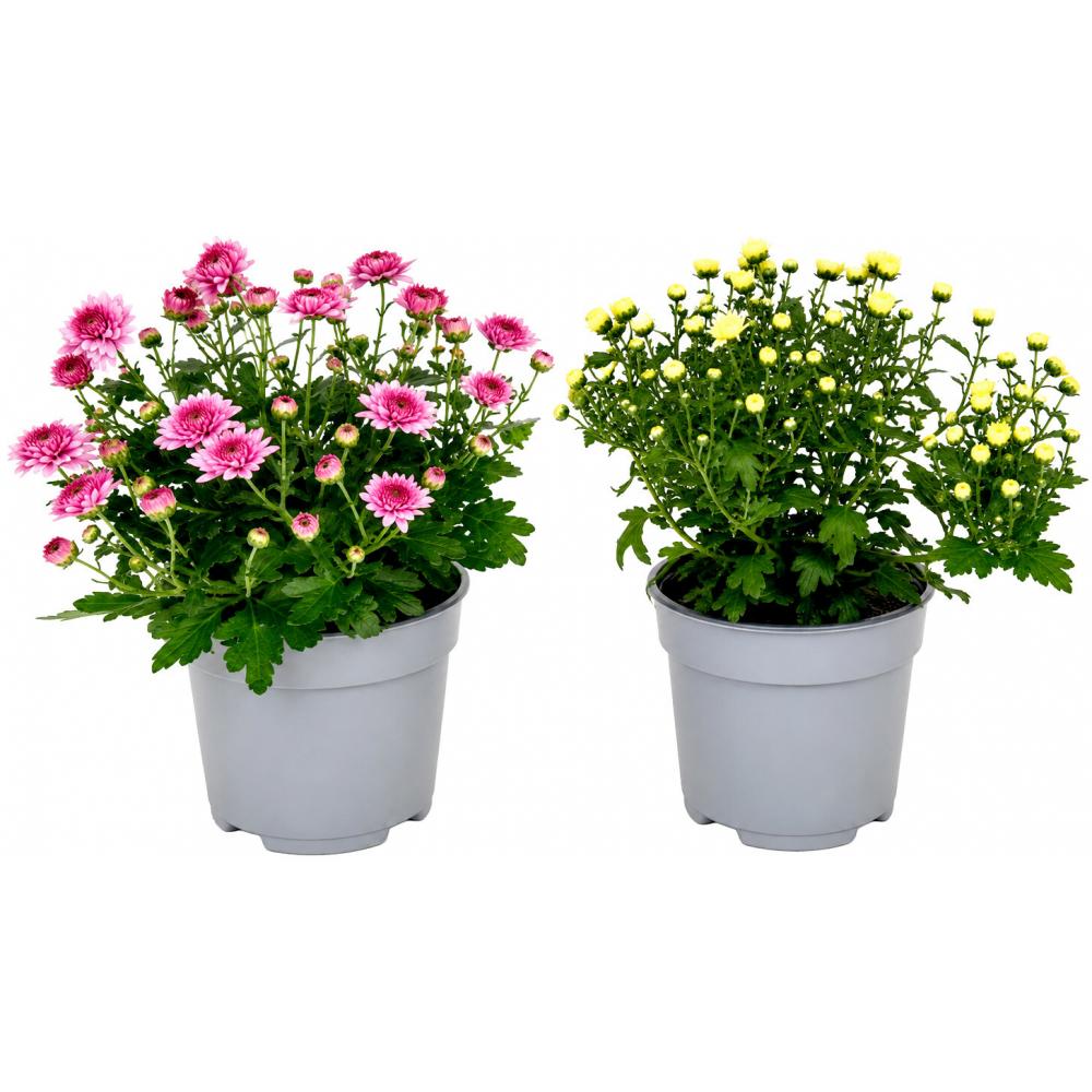 Produktabbildung keine Marke Chrysanthemen Garden Mum, je Topf