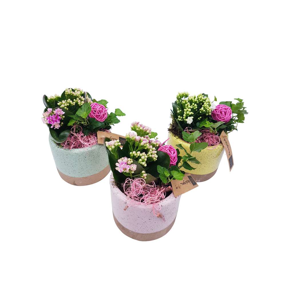Produktabbildung keine Marke Arrangement Kalanchoe & Efeu in Keramik - verschiedene Topffarben