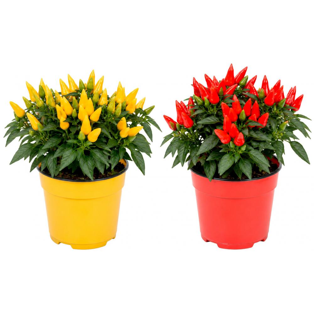Produktabbildung keine Marke Capsicum Mix, je Topf