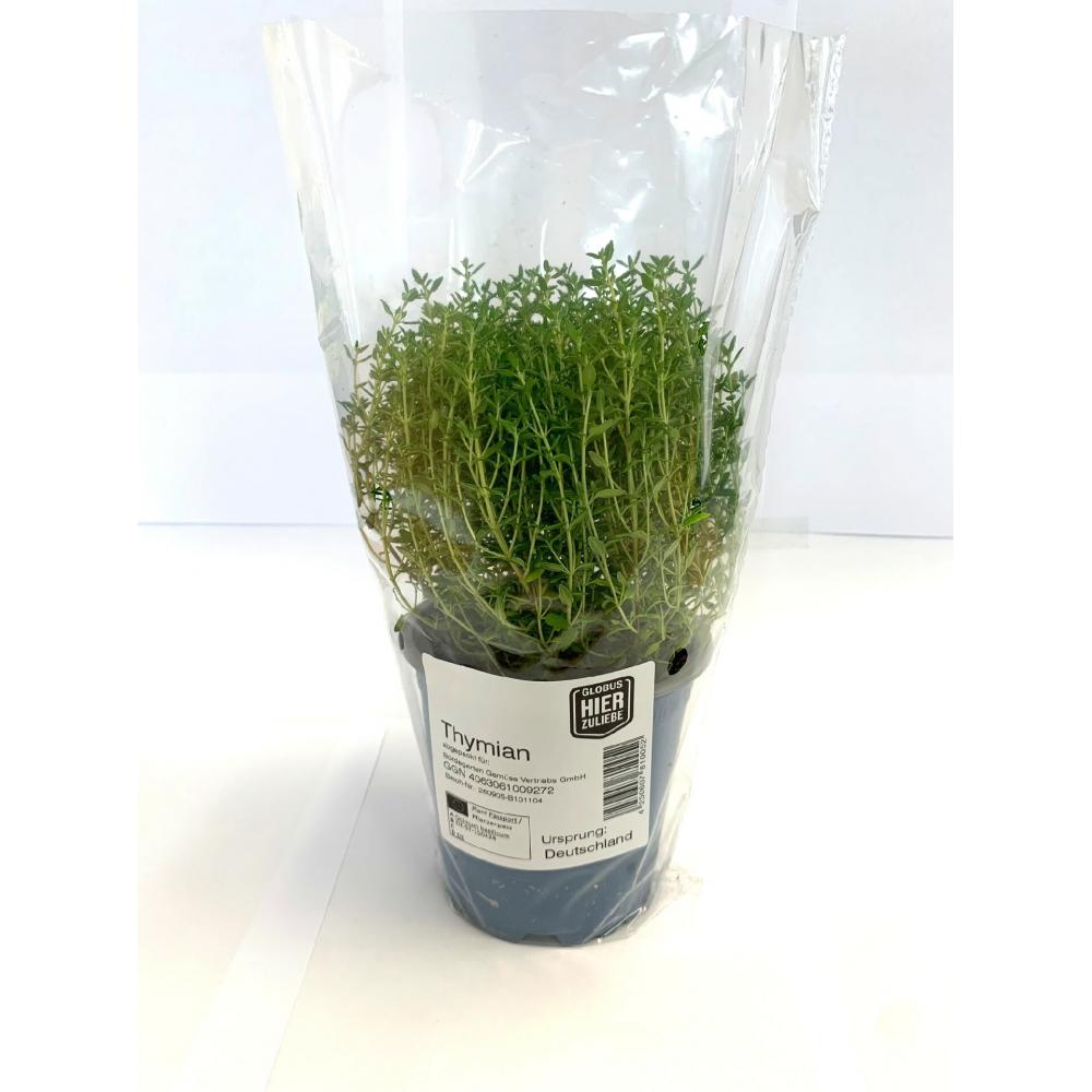 Produktabbildung keine Marke Globus HierZuliebe Bio Kräutertöpfe Basilikum, Petersilie kraus oder glatt, Schnittlauch, Minze, Thymian oder Rosmarin, je Topf