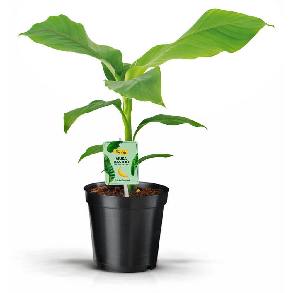 Produktabbildung keine Marke Bananenpflanze winterhart Musa Basjoo, je Topf