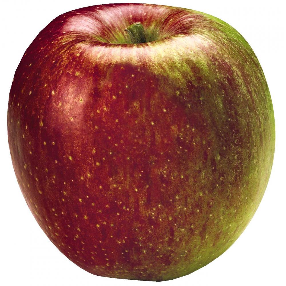 Produktabbildung keine Marke Globus HierZuliebe Tafeläpfel Braeburn, 2 kg-Beutel