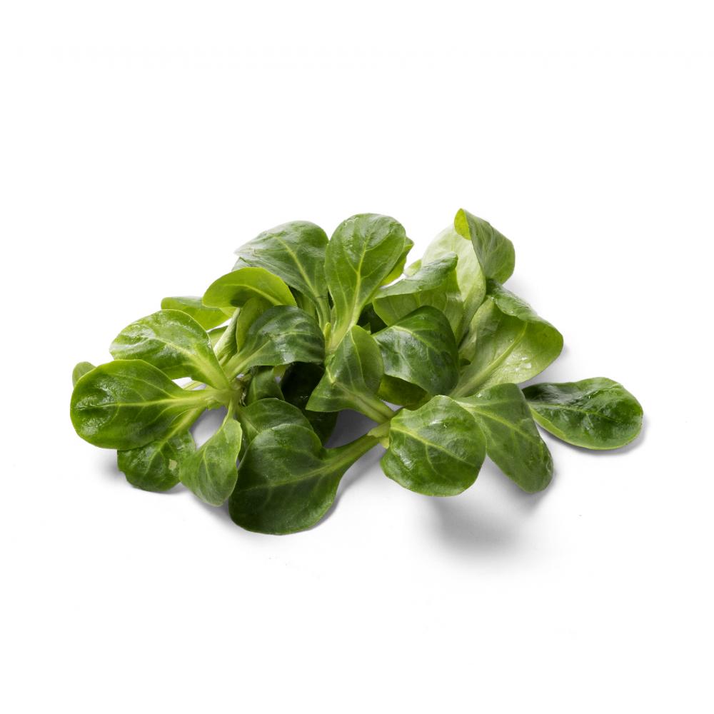 Produktabbildung keine Marke Bio Feldsalat, 100 g-Schale