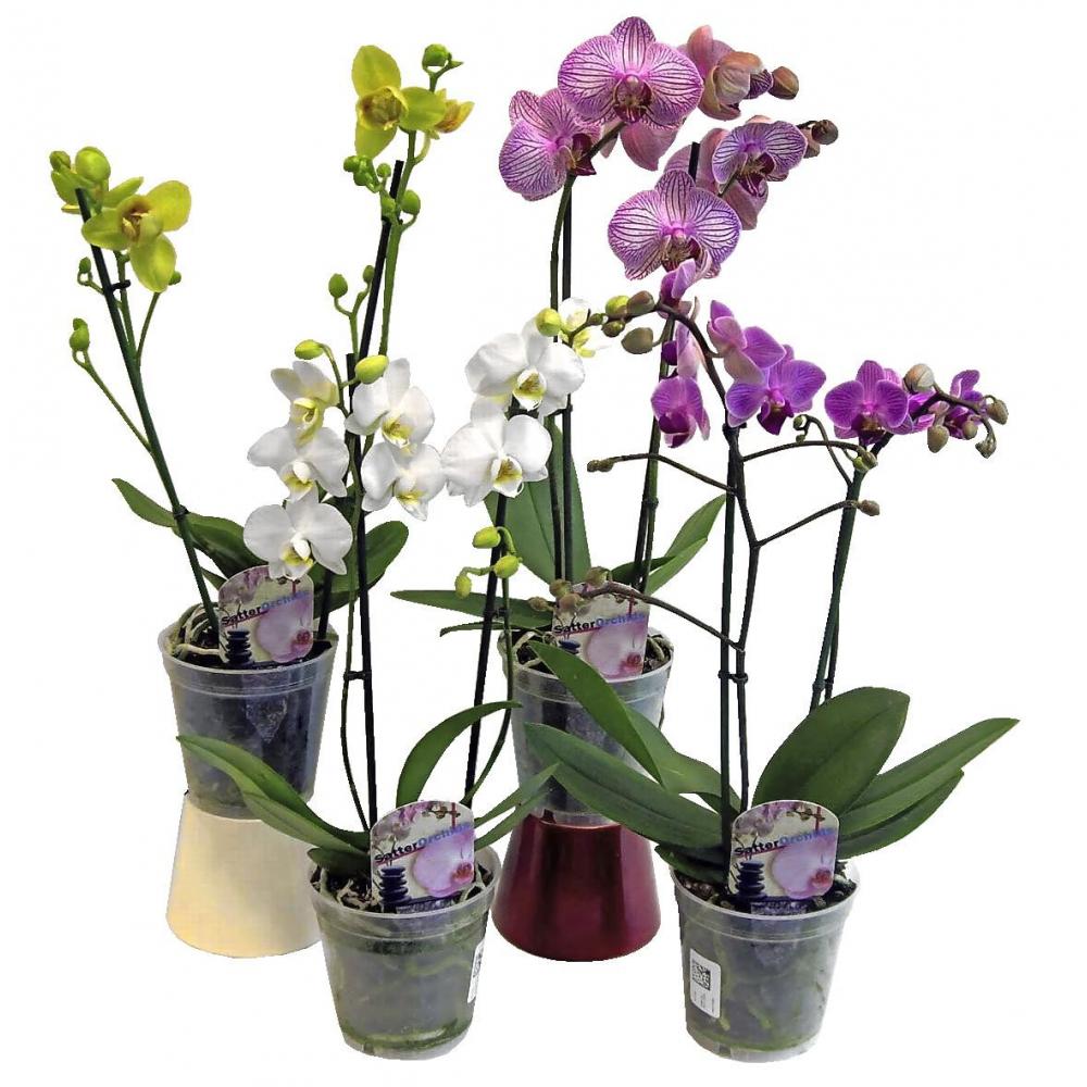 Produktabbildung keine Marke Phalaenopsis 2 Trieber, pro Topf