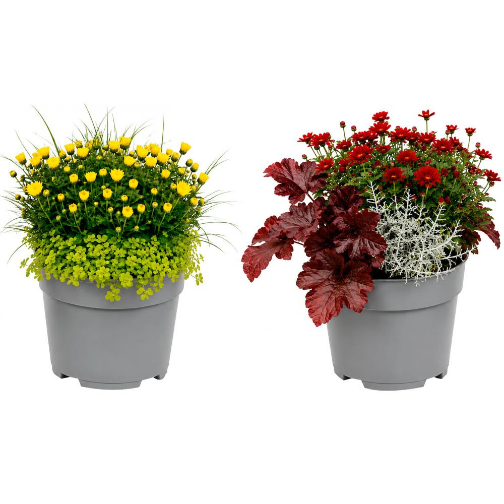 Produktabbildung keine Marke Herbstmix Trio, je Topf