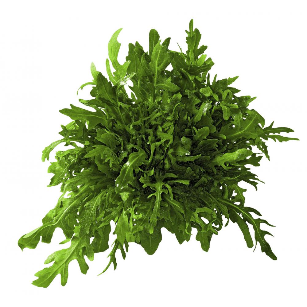 Produktabbildung keine Marke Rucola-Salat, 125 g-Schale