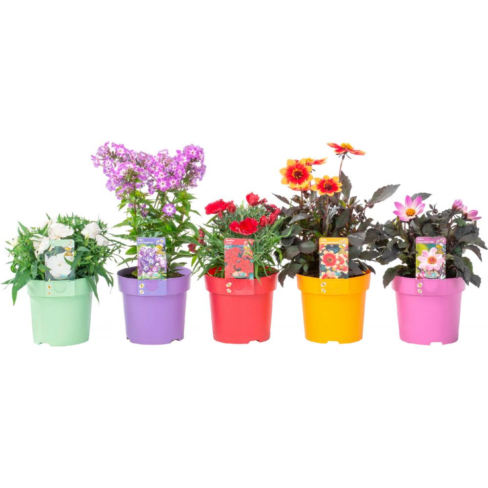 Produktabbildung keine Marke Bienenfreundlicher Sommerblumen-Mix, je Topf