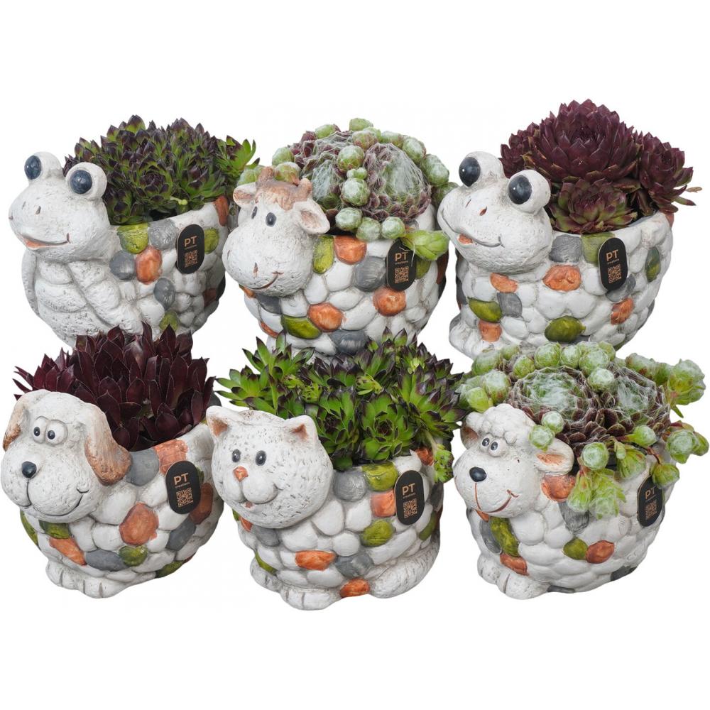 Produktabbildung keine Marke Sempervivum-Arrangement in Keramik, je Keramik