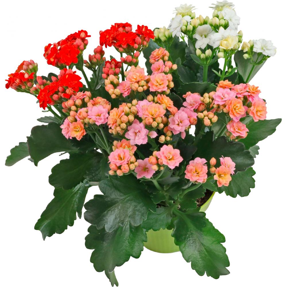 Produktabbildung keine Marke Kalanchoe Tricolor rosa, rot und weiß, pro Topf