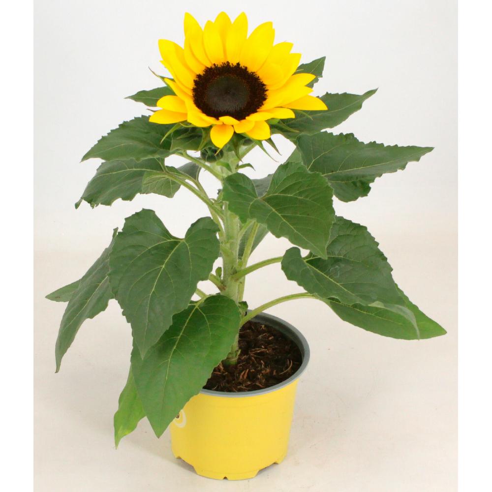 Produktabbildung keine Marke Sonnenblume, pro Topf