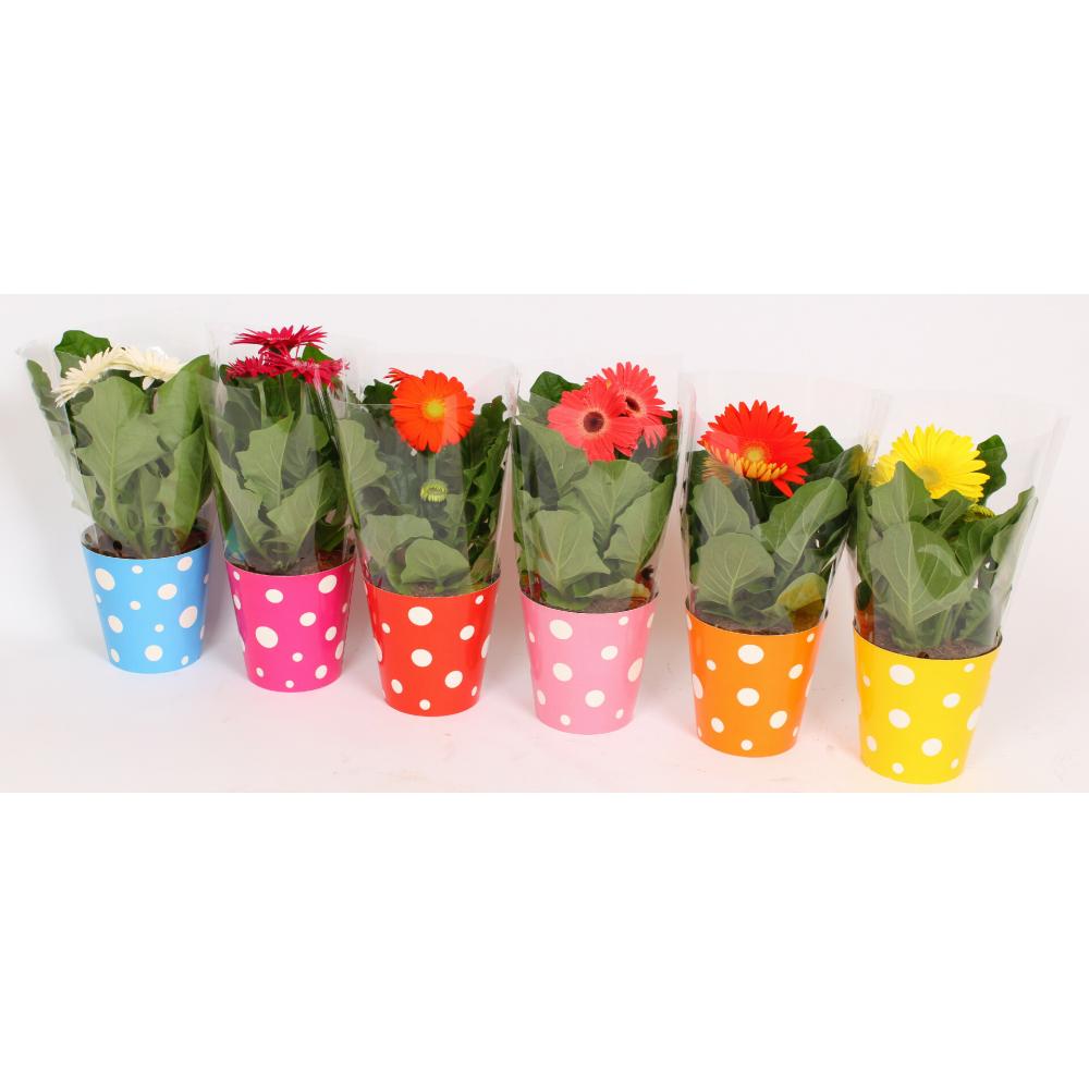 Produktabbildung keine Marke Gerbera Mix mit Übertopf, je Topf