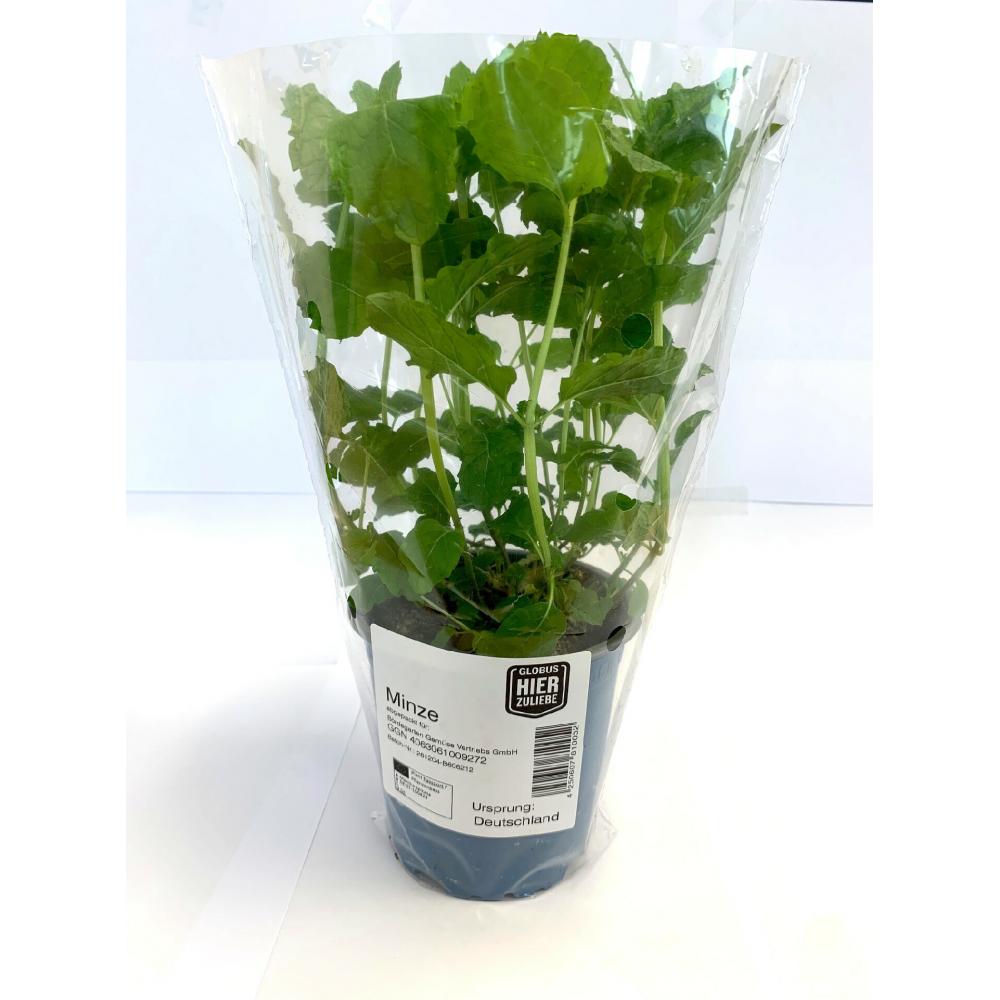 Produktabbildung keine Marke Globus HierZuliebe Bio Kräutertöpfe Basilikum, Petersilie kraus oder glatt, Schnittlauch, Minze, Thymian oder Rosmarin, je Topf