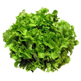 Link zu  Bio Krullsalat