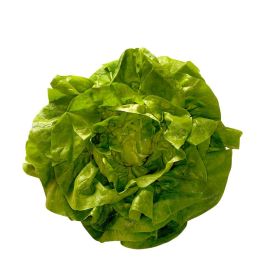 Kopfsalat