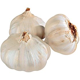 Knoblauch weiß, Netz