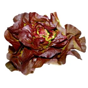 Link zu  Bio Kopfsalat, rot