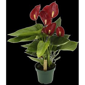 Anthurium, je Pflanze